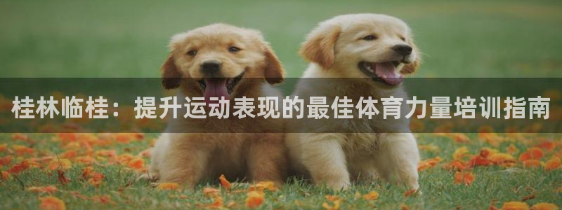 凯时平台怎么样：桂林临桂：提升运动表现的最佳体育力量