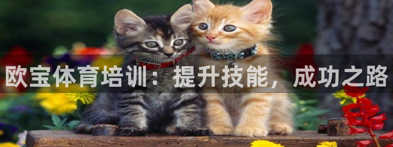 尊龙凯时返现：欧宝体育培训：提升技能，成功之路
